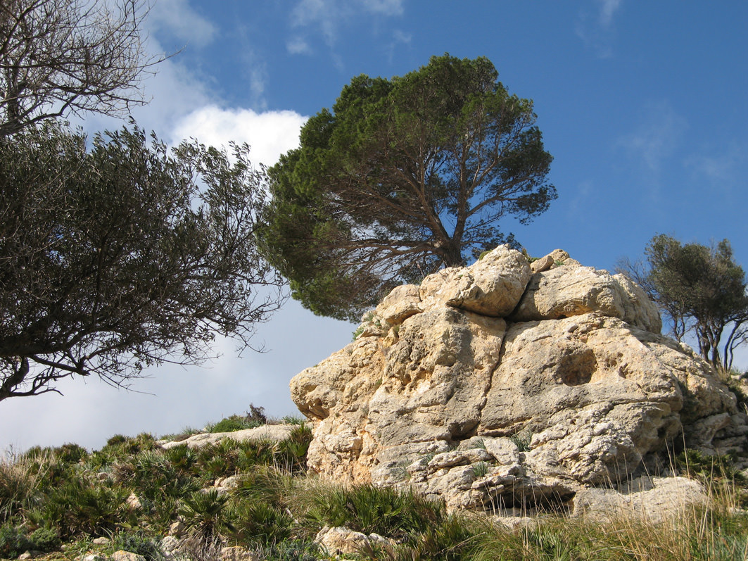 WellSpa Reise Mallorca Baum