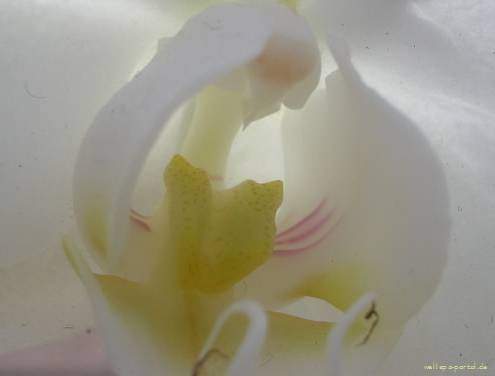 WellSpa-Portal weiße Orchidee
