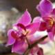 Orchidee als Sinnbild für Schönheit