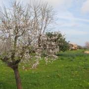 Mandelblüte im Frühling auf der Reise-Insel Mallorca