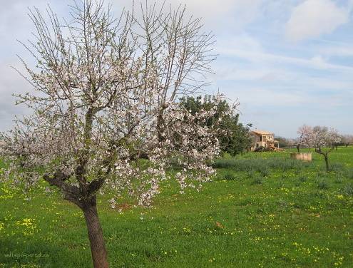Mandelblüte im Frühling auf der Reise-Insel Mallorca