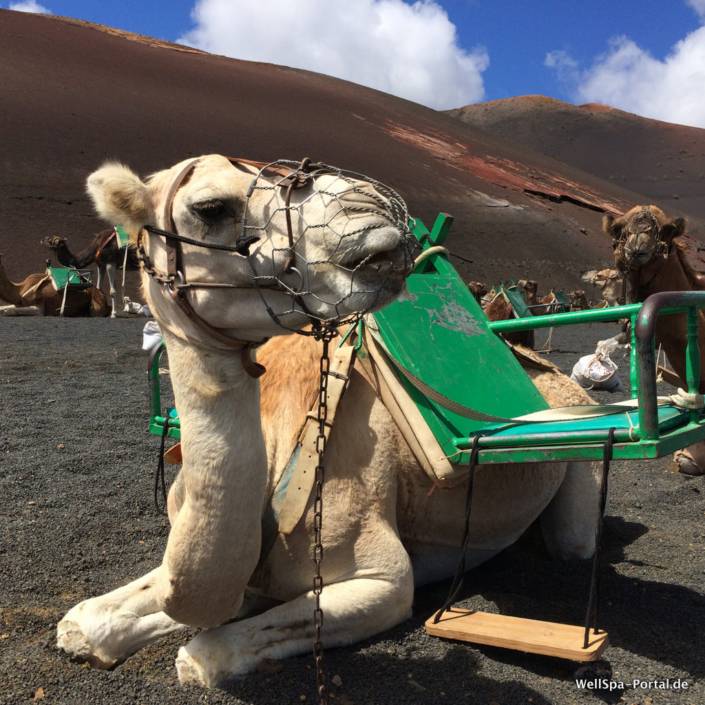 Reisekamel Vulkan Lanzarote