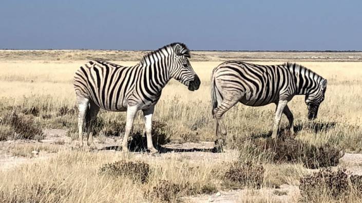 Erfahrungen meiner großartigen Namibia Rundreise als Selbstfahrer. #Tipps rund um #Urlaub in #Namibia. #Auszeit #Roadtrip #Genussreisetipps, die beste #Reisezeit, #Packliste #travel #Photography #Safari #Lodge