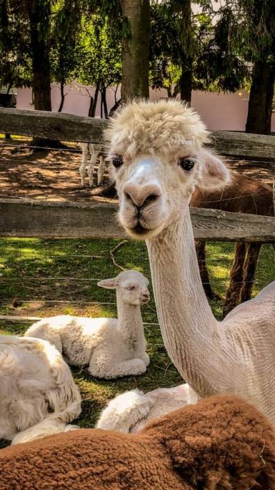 Süße Bewohner von Alpaca Island, einer Alpakafarm in Brandenburg