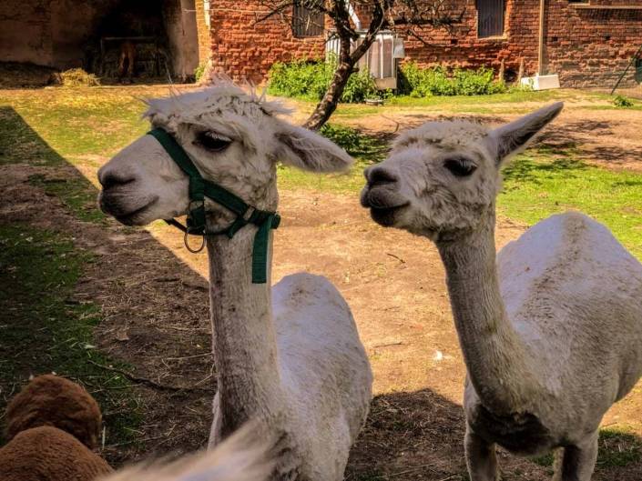 Süße Bewohner von Alpaca Island, einer Alpakafarm in Brandenburg