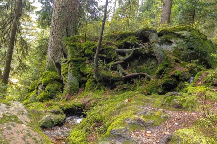 Heilklima Bayern Bayrischer Wald beim Waldbaden in Bodenmais