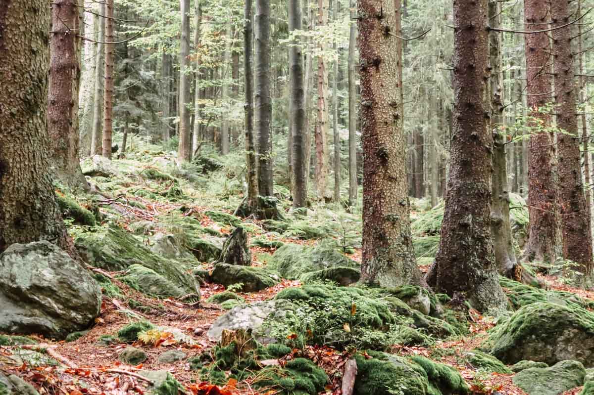 Heilklima Bayern Bayrischer Wald Bodenmais