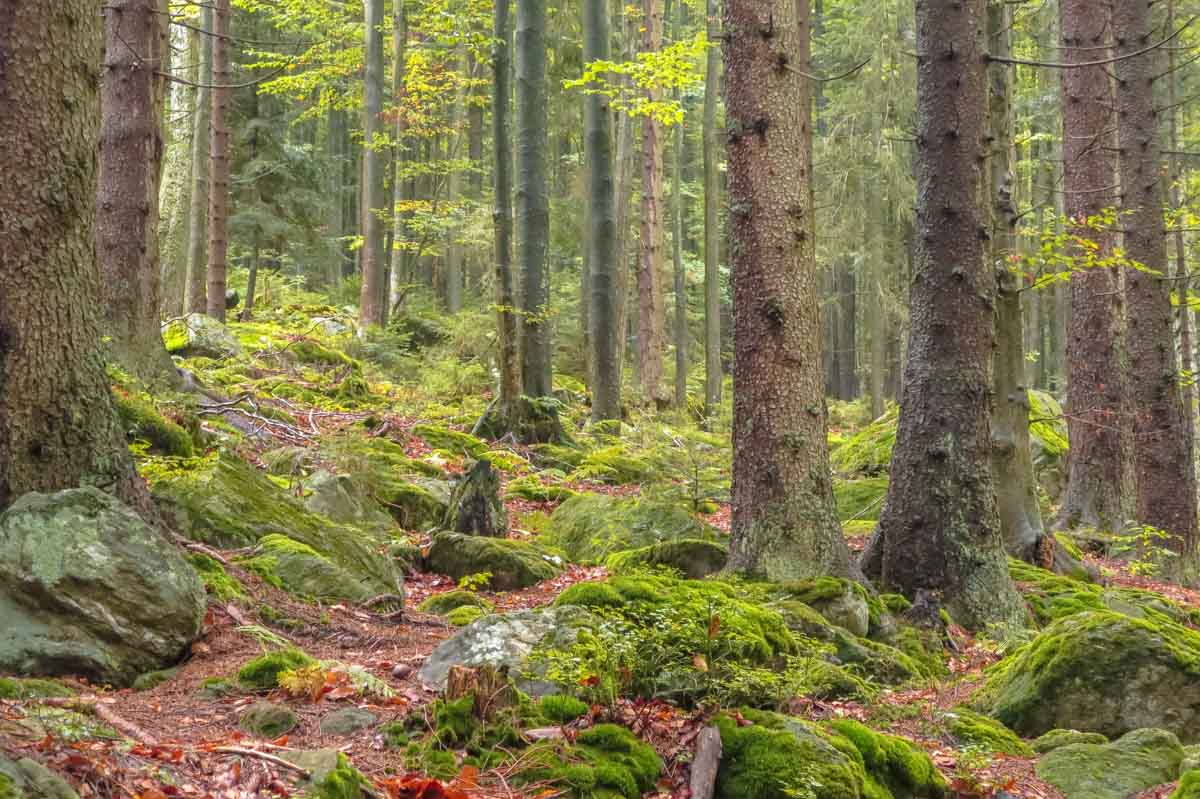 Heilklima Bayern Bayrischer Wald 