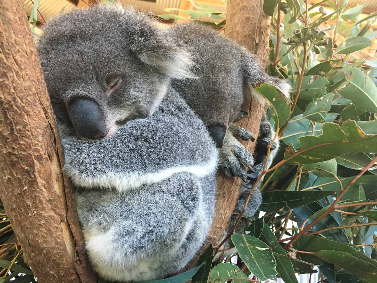 Koalas in freier Wildbahn in Australien