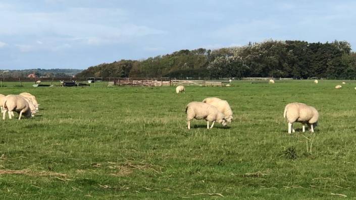 Schafe, Schafe, Schafe auf Texel und abgetrennt durch typische Tunnewalle
