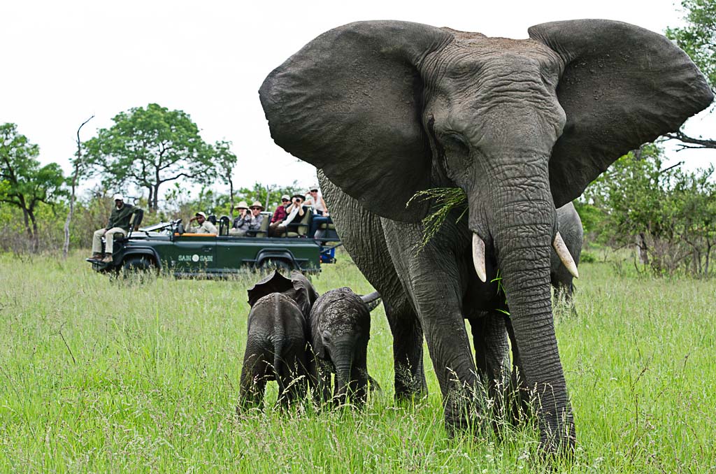 Elefanten hautnah - Sabi Sabi Selati Camp - Safari