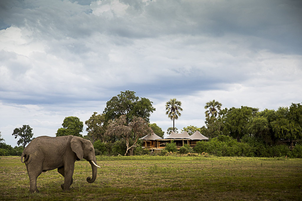 Mombo guest tent exterior with elephant_(c) Wilderness Safaris_David Crookes