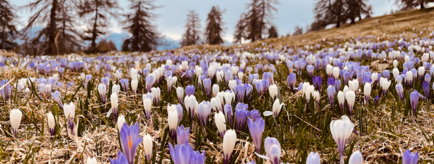 Frühling in Südtirol