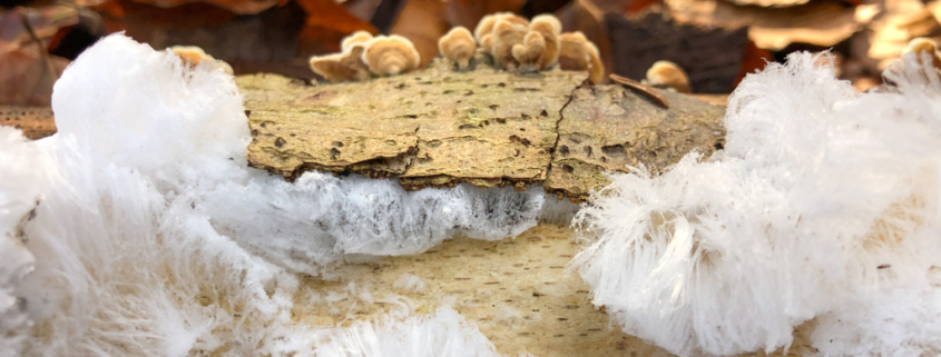 Haareis auf Totholz im winterlichen Laubwald