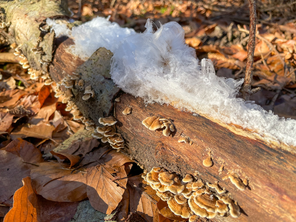 Haareis auf Totholz im winterlichen Laubwald