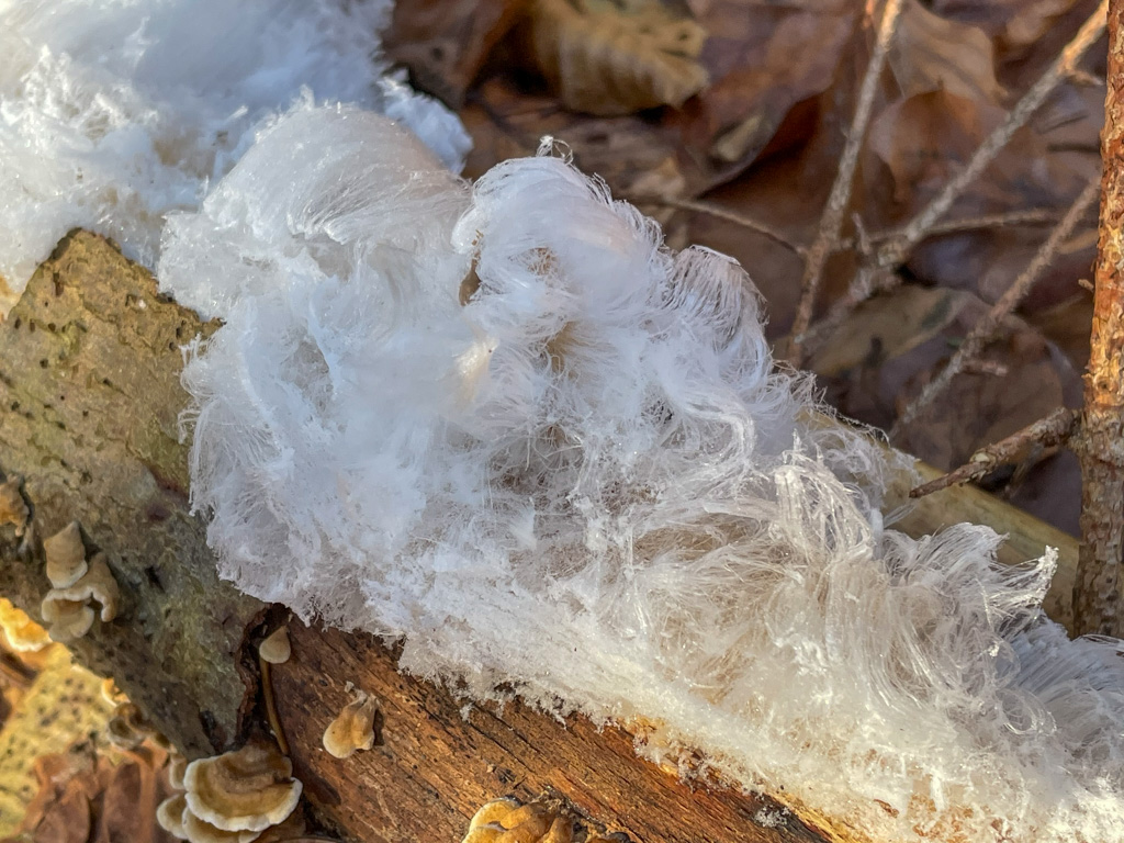 Haareis auf Totholz im winterlichen Laubwald