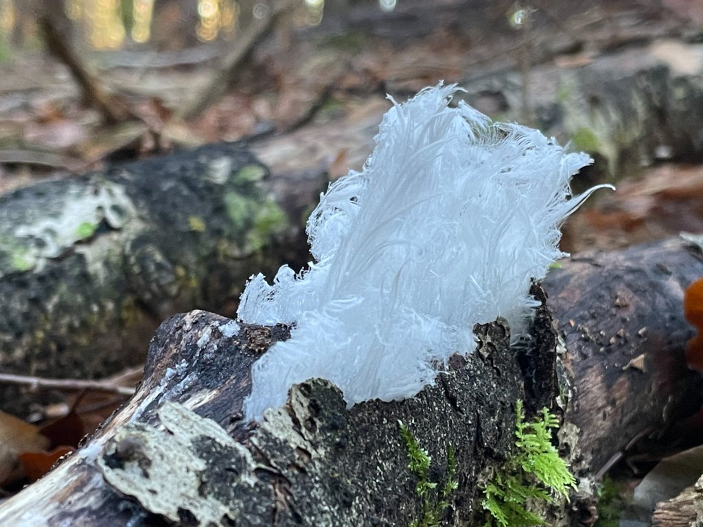 Haareis auf Totholz im winterlichen Laubwald